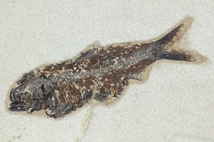 Fossil Fish (Knightia) - Green River Formation #126151